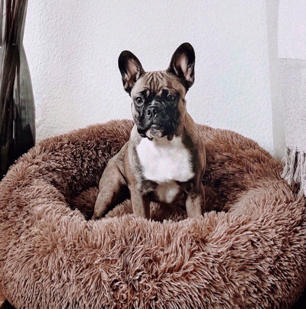 Lit pour chien PlushCloud